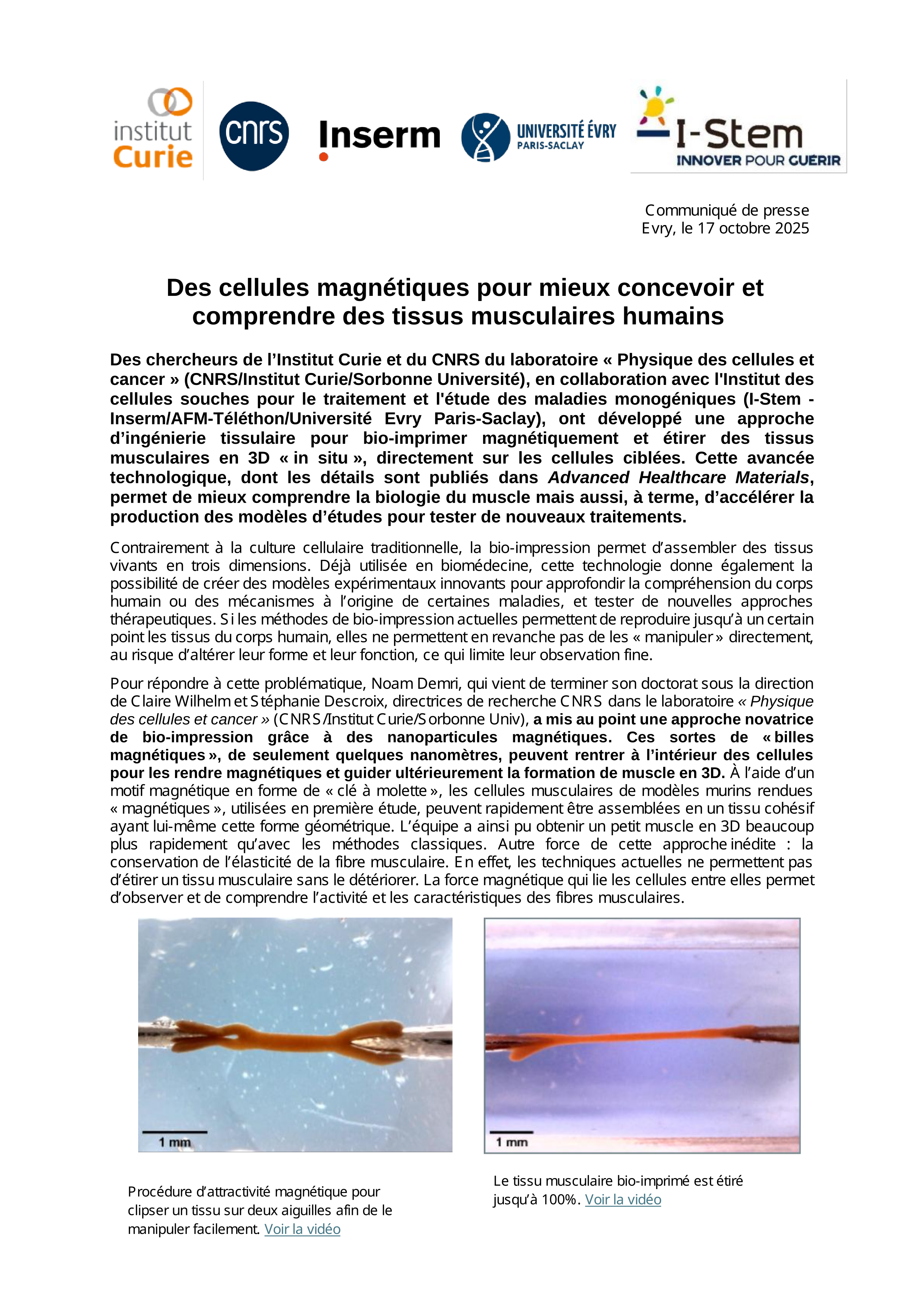 Des cellules magnétiques pour mieux concevoir et comprendre des tissus musculaires humains. Page 1 sur 3