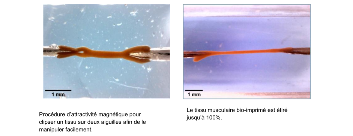 Des cellules magnétiques pour mieux concevoir et comprendre des tissus musculaires humains